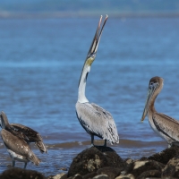 Pelikan brunatny - Pelecanus occidentalis - Brown Pelican