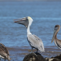 Pelikan brunatny - Pelecanus occidentalis - Brown Pelican