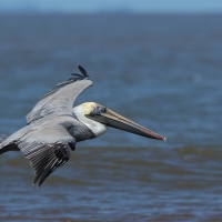 Pelikan brunatny - Pelecanus occidentalis - Brown Pelican