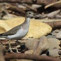 Brodziec plamisty - Actitis macularius - Spotted Sandpiper