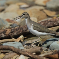 Brodziec plamisty - Actitis macularius - Spotted Sandpiper