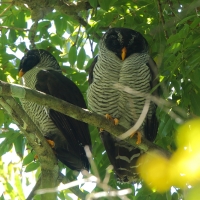 Dżunglarka czarnolica - Ciccaba nigrolineata - Black-and-white Owl