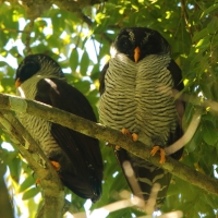 Dżunglarka czarnolica - Ciccaba nigrolineata - Black-and-white Owl