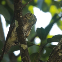 Sóweczka lilipucia - Glaucidium griseiceps - Central American Pygmy Owl