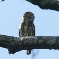 Sóweczka lilipucia - Glaucidium griseiceps - Central American Pygmy Owl