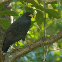 Czarnostrząb leśny - Buteogallus anthracinus - Common Black Hawk