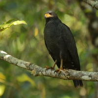 Czarnostrząb leśny - Buteogallus anthracinus - Common Black Hawk