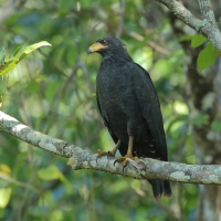 Czarnostrząb leśny - Buteogallus anthracinus - Common Black Hawk
