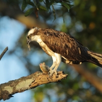 Rybołów - Pandion haliaetus - Osprey