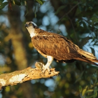 Rybołów - Pandion haliaetus - Osprey