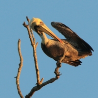 Pelikan brunatny - Pelecanus occidentalis - Brown Pelican