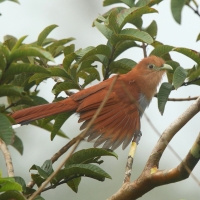 Rudzianka wielka - Squirrel Cuckoo
