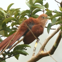 Rudzianka wielka - Squirrel Cuckoo