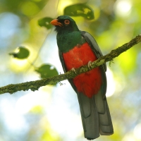 Trogon krasnodzioby - Trogon massena - Slaty-tailed Trogon