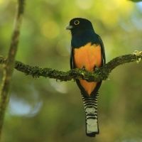 Trogon wyżynny - Trogon caligatus - Gartered Trogon