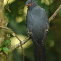 Trogon krasnodzioby - Trogon massena - Slaty-tailed Trogon