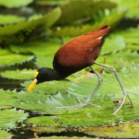 Długoszpon żółtoczelny - Jacana spinosa - Northern Jacana