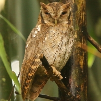 Syczoń tropikalny - Megascops choliba - Tropical Screech Owl