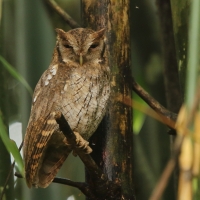 Syczoń tropikalny - Megascops choliba - Tropical Screech Owl