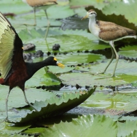 Długoszpon żółtoczelny - Jacana spinosa - Northern Jacana