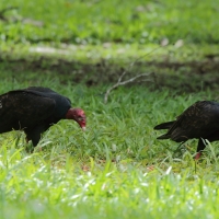 Sępnik różowogłowy - Cathartes aura - Turkey Vulture