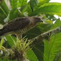 Myszołów szerokoskrzydły - Buteo platypterus - Broad-winged Hawk