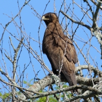Orzełek afrykański - Hieraaetus wahlberg - Wahlberg's Eagle
