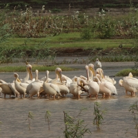 Pelikan różowy - Pelecanus onocrotalus - Great White Pelican