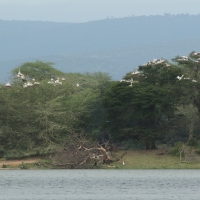 Pelikan różowy - Pelecanus onocrotalus - Great White Pelican