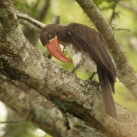 Toko czarnogłowy - Lophoceros alboterminatus - Crowned Hornbill