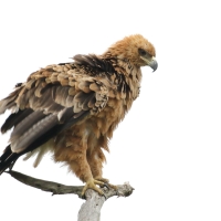 Orzeł sawannowy - Aquila rapax - Tawny Eagle