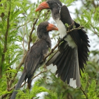 Toko czarnogłowy - Lophoceros alboterminatus - Crowned Hornbill
