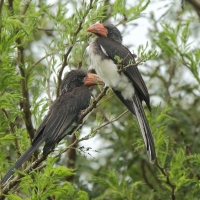 Toko czarnogłowy - Lophoceros alboterminatus - Crowned Hornbill