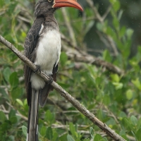 Toko czarnogłowy - Lophoceros alboterminatus - Crowned Hornbill