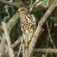 Krogulec trzypręgowy - Accipiter tachiro - African Goshawk
