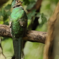 Afrotrogon zielony - Apaloderma narina - Narina Trogon