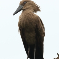 Waruga - Scopus umbretta - Hamerkop