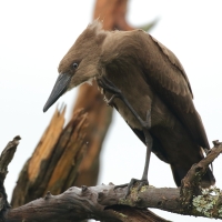 Waruga - Scopus umbretta - Hamerkop