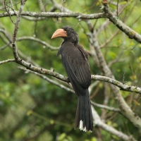 Toko czarnogłowy - Lophoceros alboterminatus - Crowned Hornbill