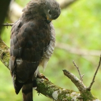 Gadożer krótkoskrzydły - Southern Banded Snake Eagle