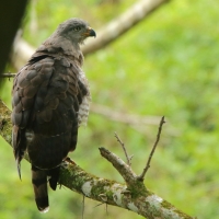 Gadożer krótkoskrzydły - Circaetus fasciolatus - Southern Banded Snake Eagle