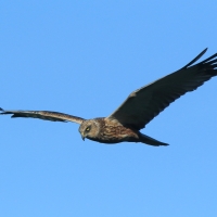 Błotniak stawowy - Circus aeruginosus - Western Marsh Harrier