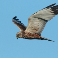 Błotniak stawowy - Circus aeruginosus - Western Marsh Harrier