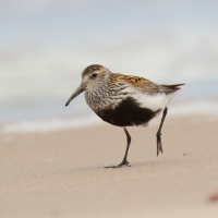 Biegus zmienny - Calidris alpina - Dunlin