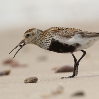 Biegus zmienny - Calidris alpina - Dunlin