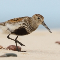 Biegus zmienny - Calidris alpina - Dunlin