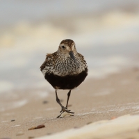 Biegus zmienny - Calidris alpina - Dunlin