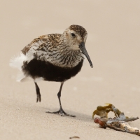 Biegus zmienny - Calidris alpina - Dunlin