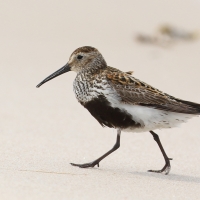 Biegus zmienny - Calidris alpina - Dunlin