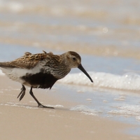 Biegus zmienny - Calidris alpina - Dunlin